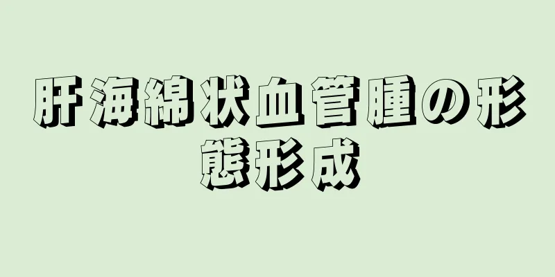 肝海綿状血管腫の形態形成