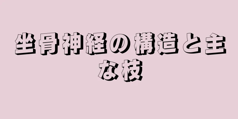 坐骨神経の構造と主な枝